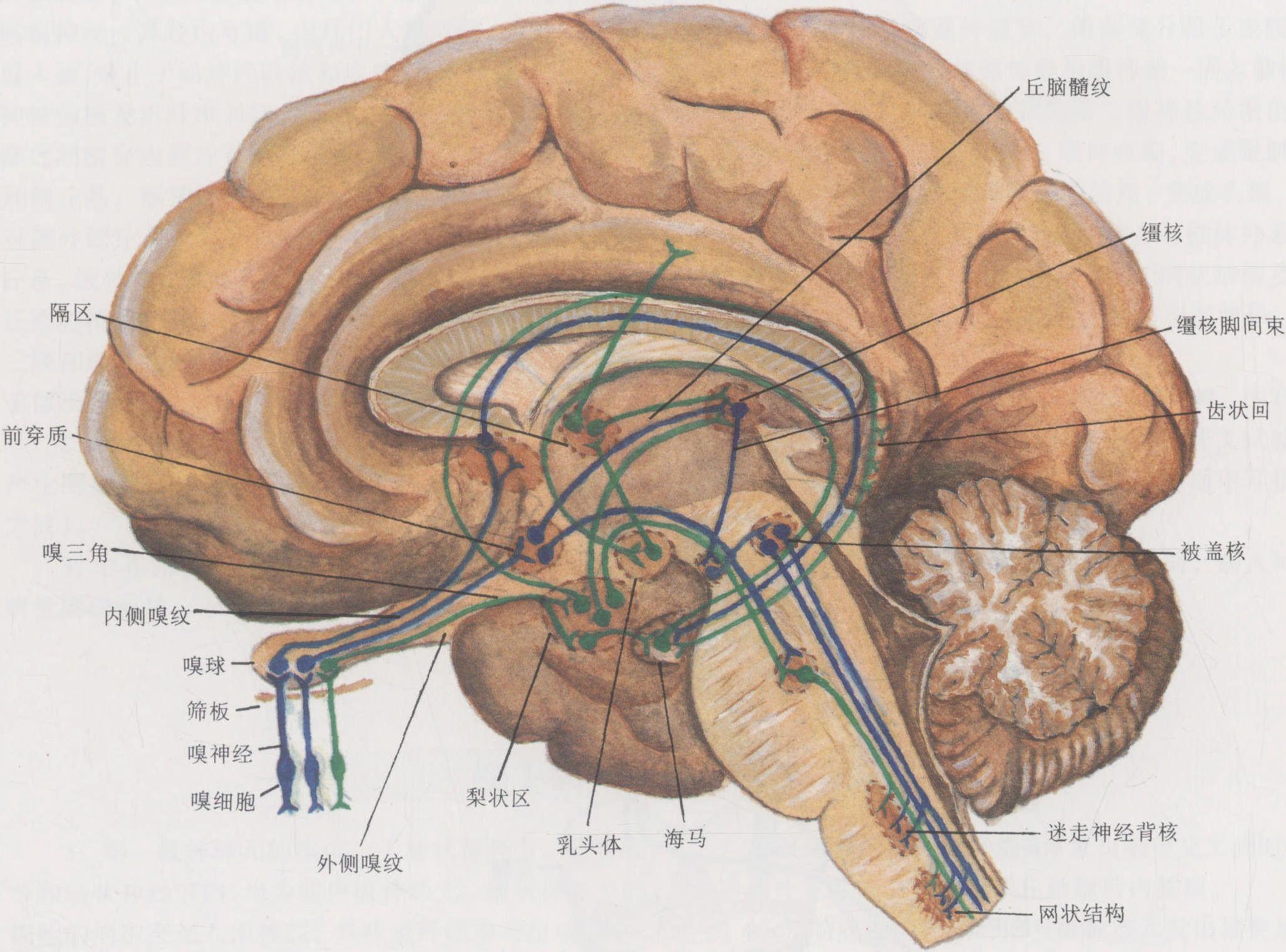 圖1-46 嗅覺傳導(dǎo)路